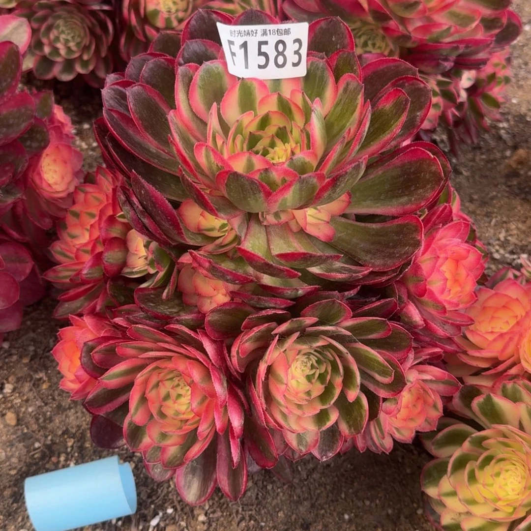 *️****1583荔枝多肉植物