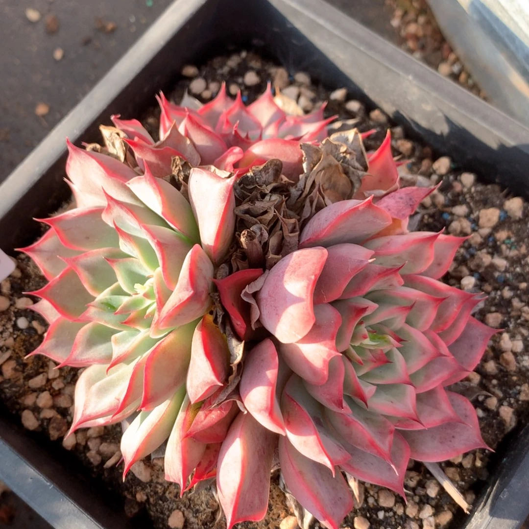 3103杂交多肉植物基地