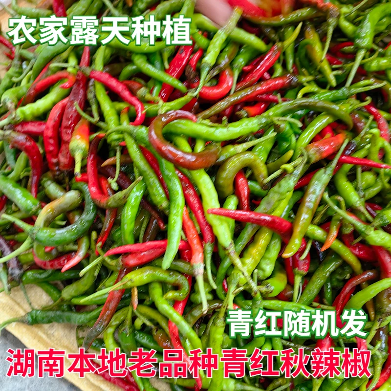 【湖南辣椒】湘西中辣新鲜辣椒秋辣椒现摘农家土辣椒扯树青红辣椒