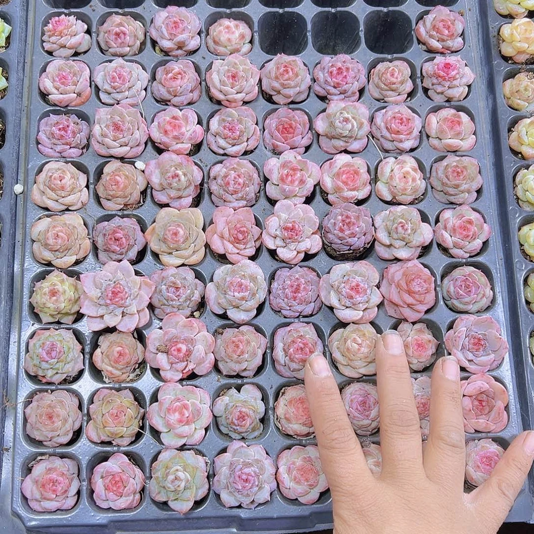 单头草莓果酱6个19包邮