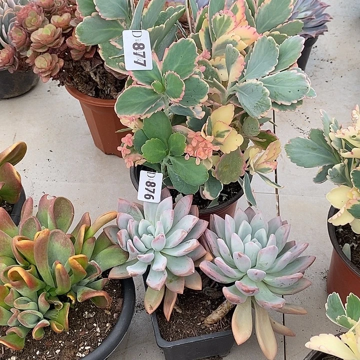 心***雨876奥普877gtdgdwggwt