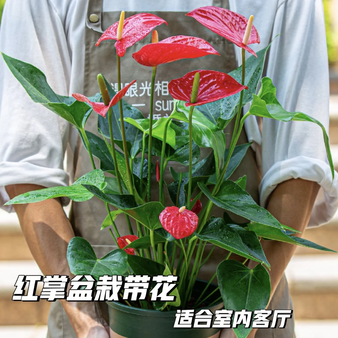 红掌多花朵必备乔迁新居新店开业精品实物客厅开花挑选鲜花室内长