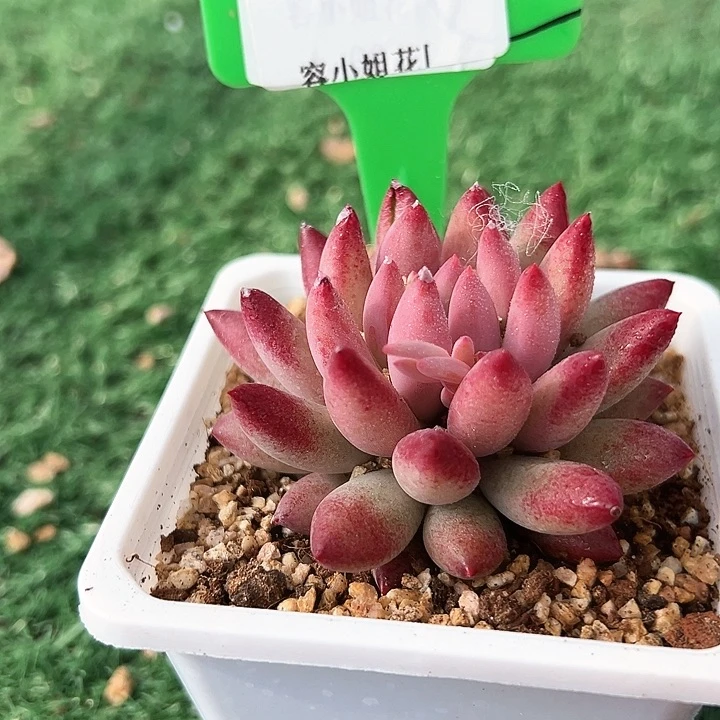 6.31流沙美人一个脱土