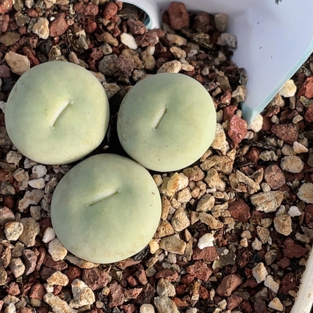 19-64嘴多肉植物肉锥