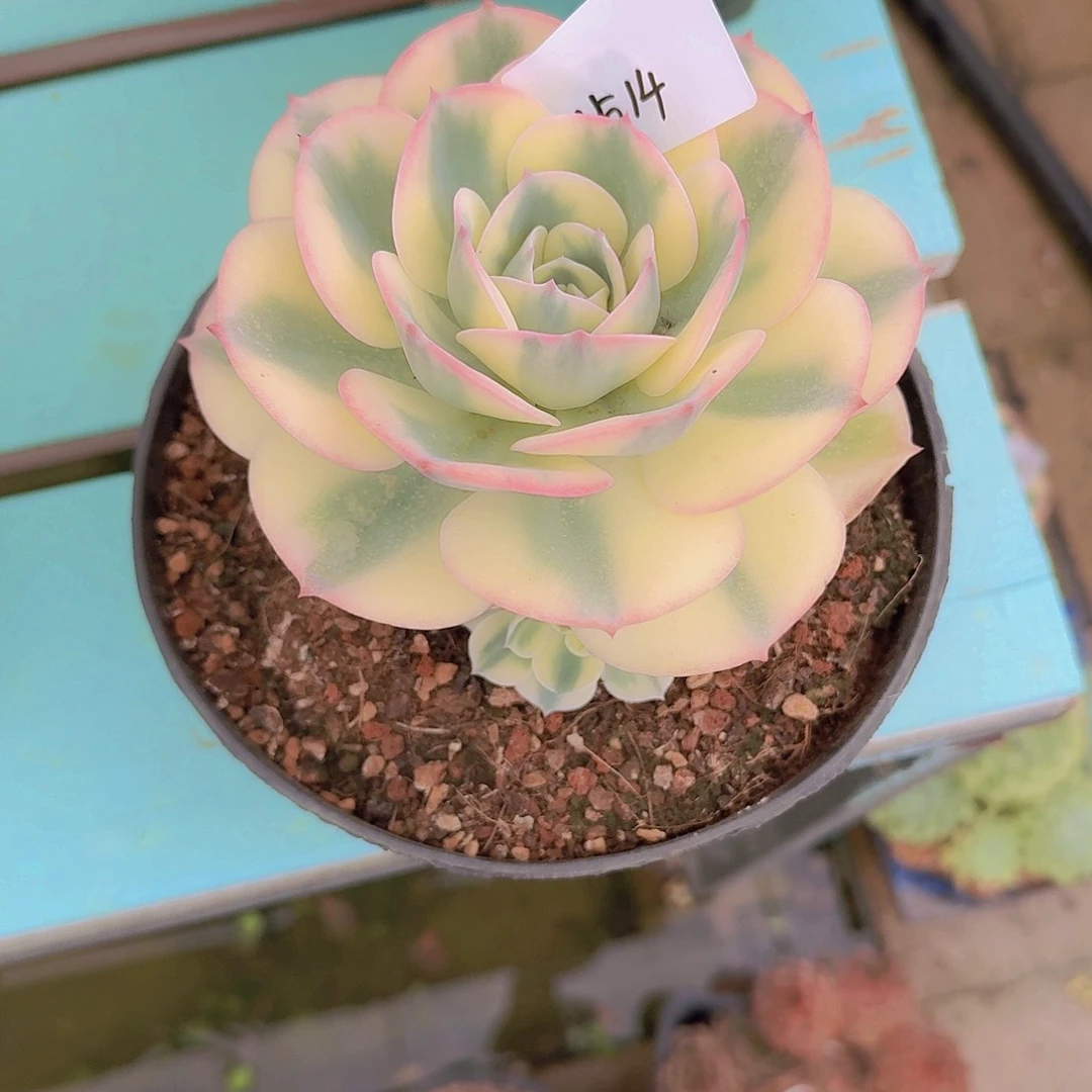 来***张1514玉蝶锦多肉植物