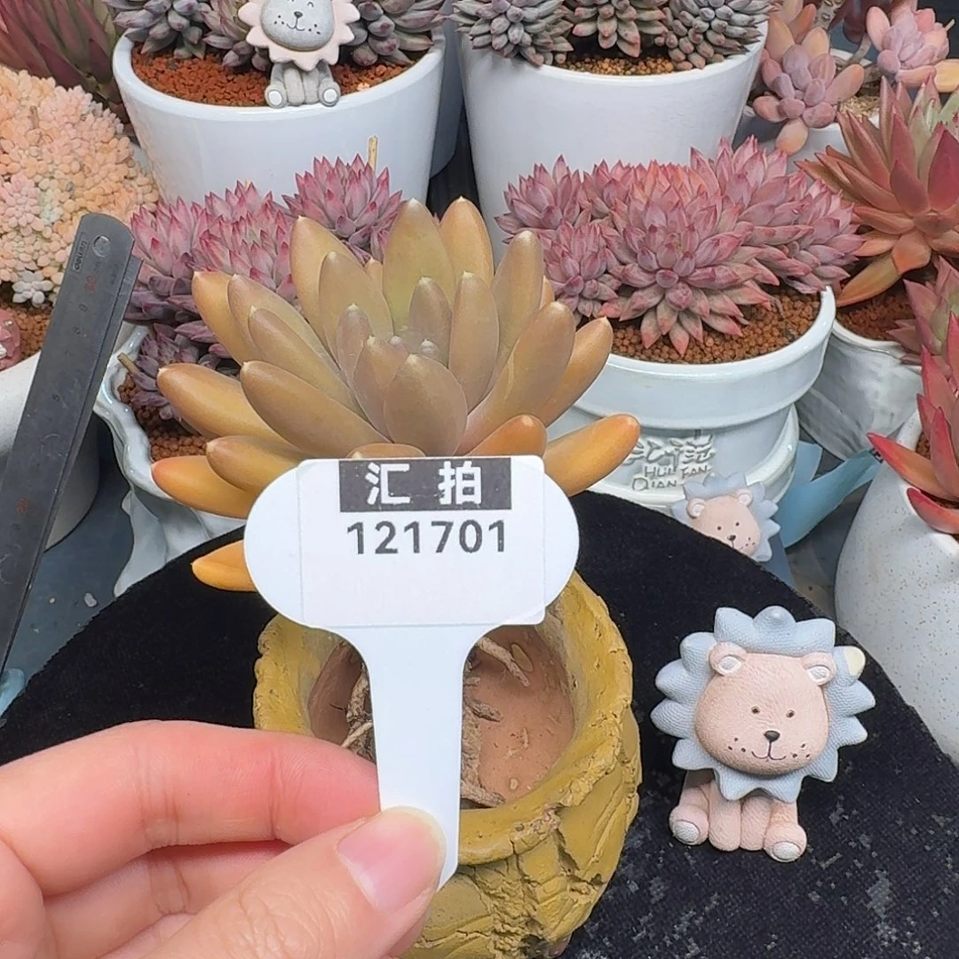 精品多肉植物121701