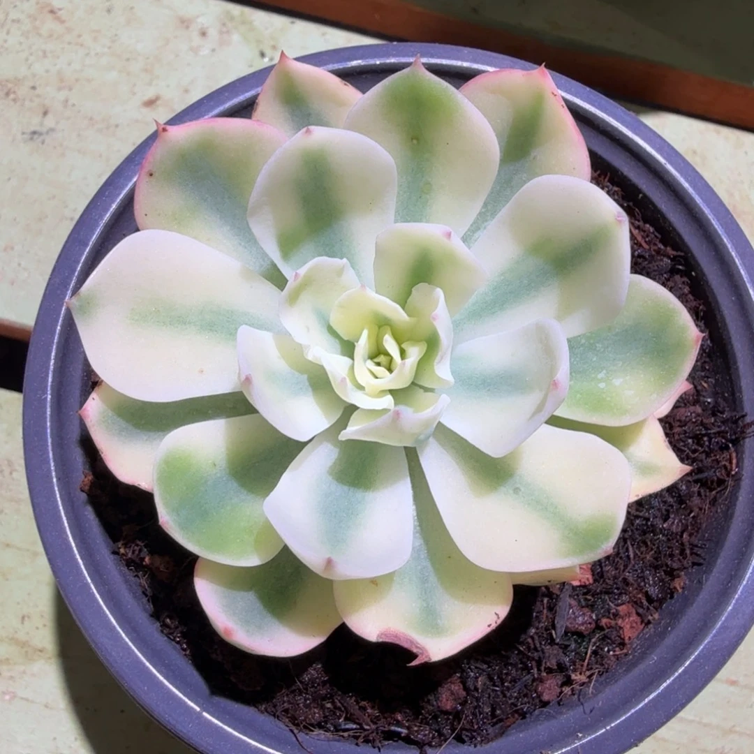 海啸锦开播福利一颗
