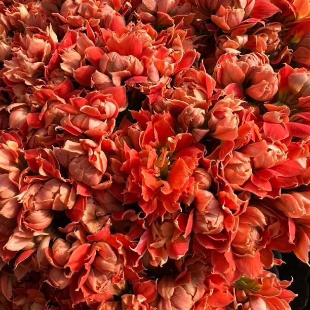 长寿花园～【贝妮尔】超大花 稀有品种 爆花品种