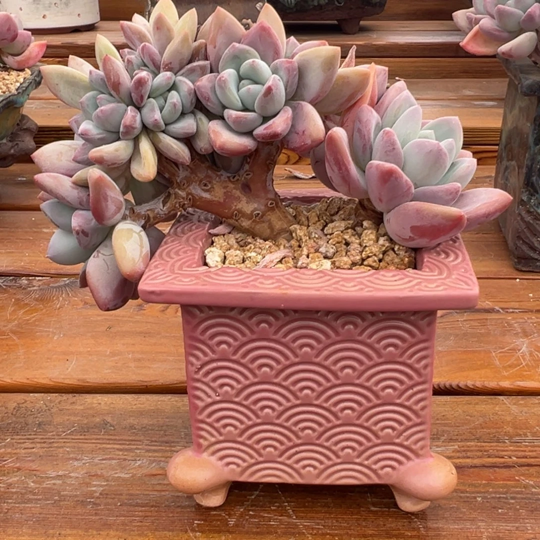 奥普缀化 10-15-2