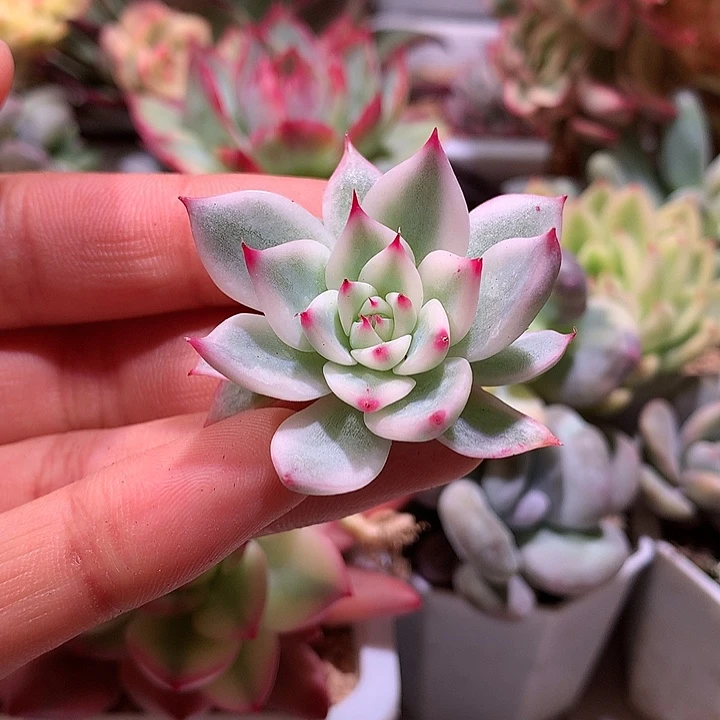 吉娃娃侧芽锦腹轮锦