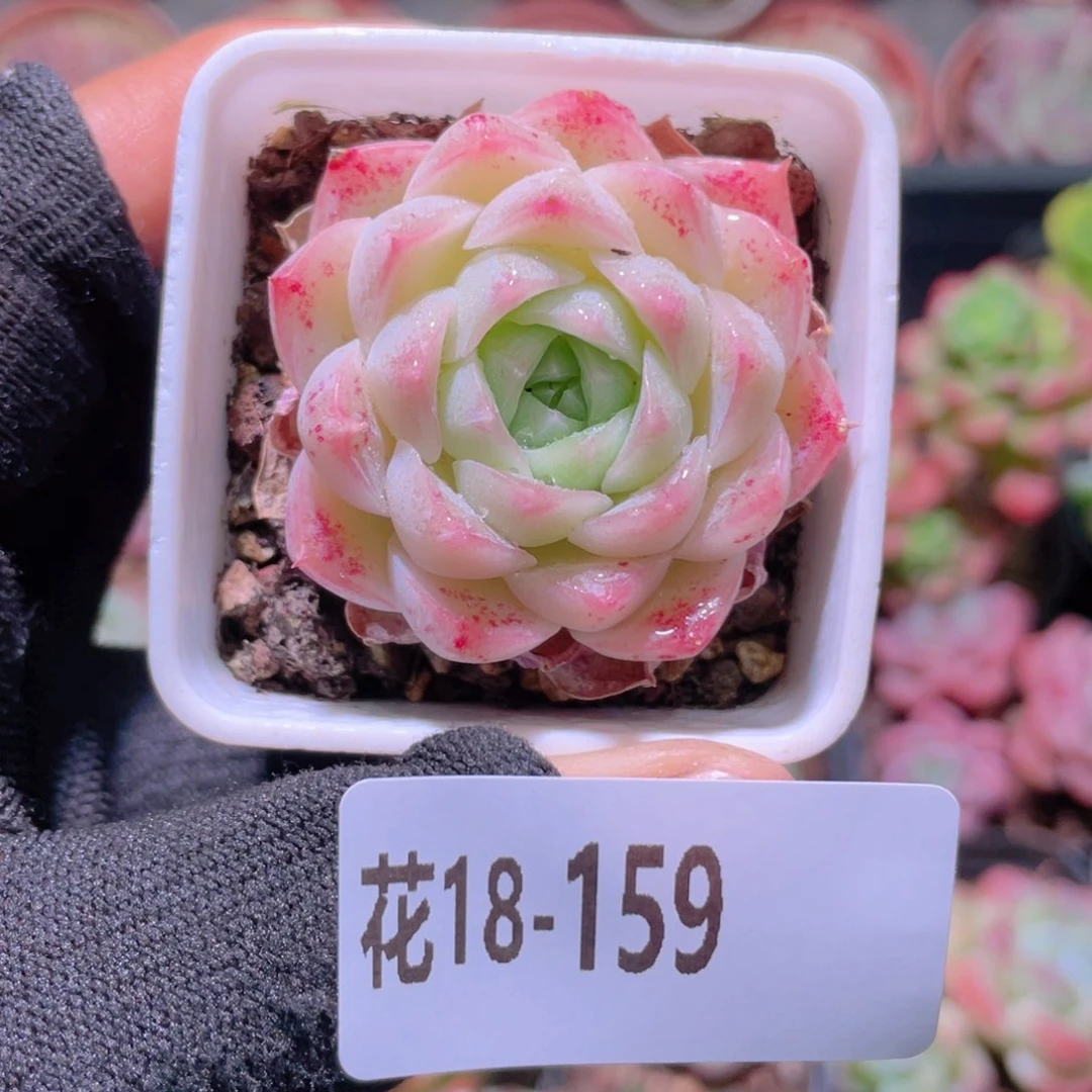 ****…花利美18-159美瞳