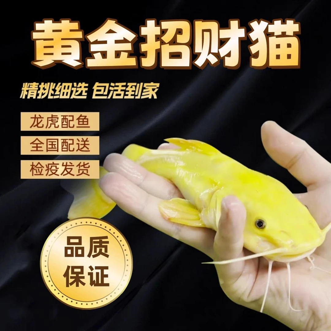 黄金招财猫鱼黄化狗仔鲸鲶底层鱼大型底栖高端配鱼热带淡水观赏鱼