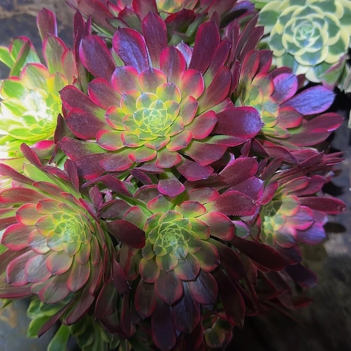 精品朝霞锦朵朵亏本福利