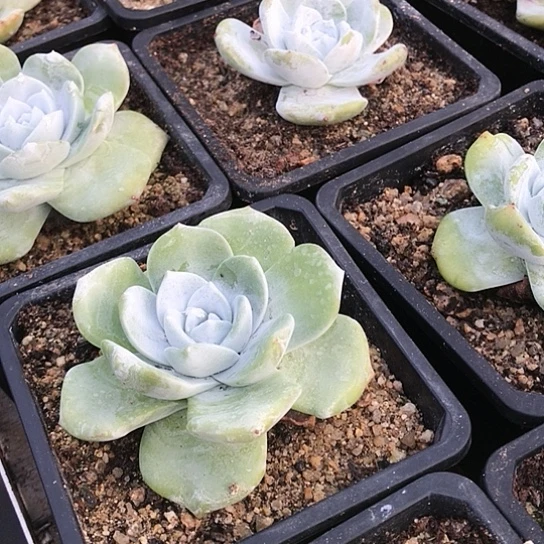 雪山拇指仙女棒杯