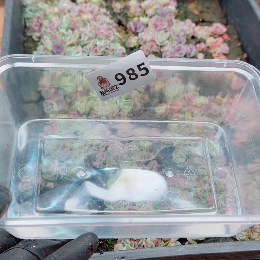 蜜***兔多肉植物多肉植物