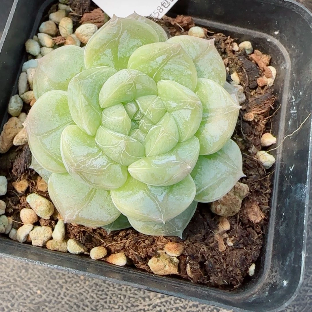 绿光森林，4304多肉植物