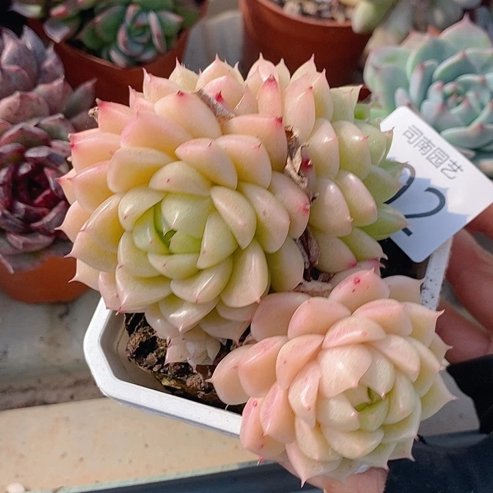202 多肉植物盆栽花卉植物