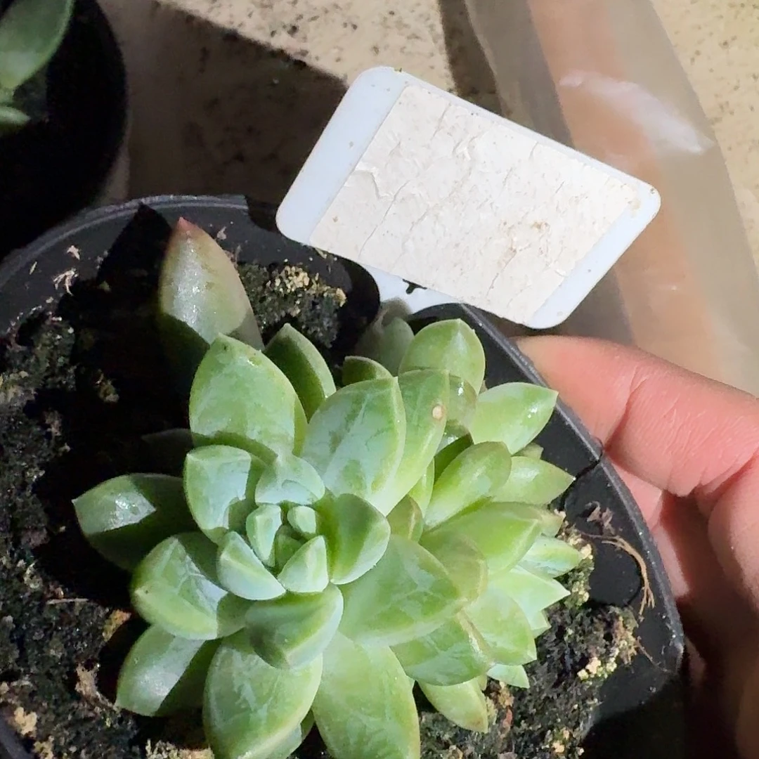 水晶萝莉55555555555555