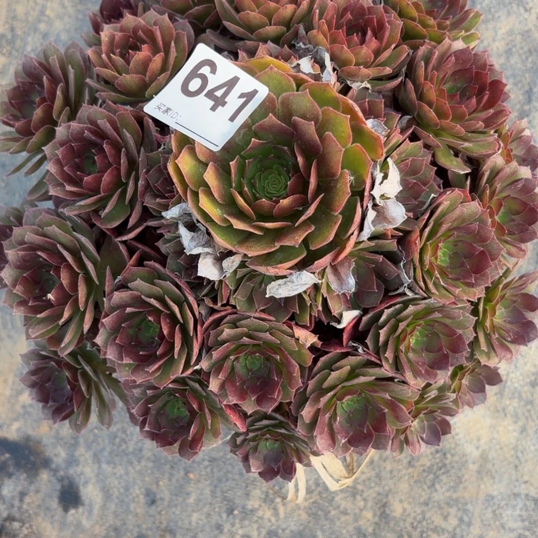 641大红魔多肉植物福利