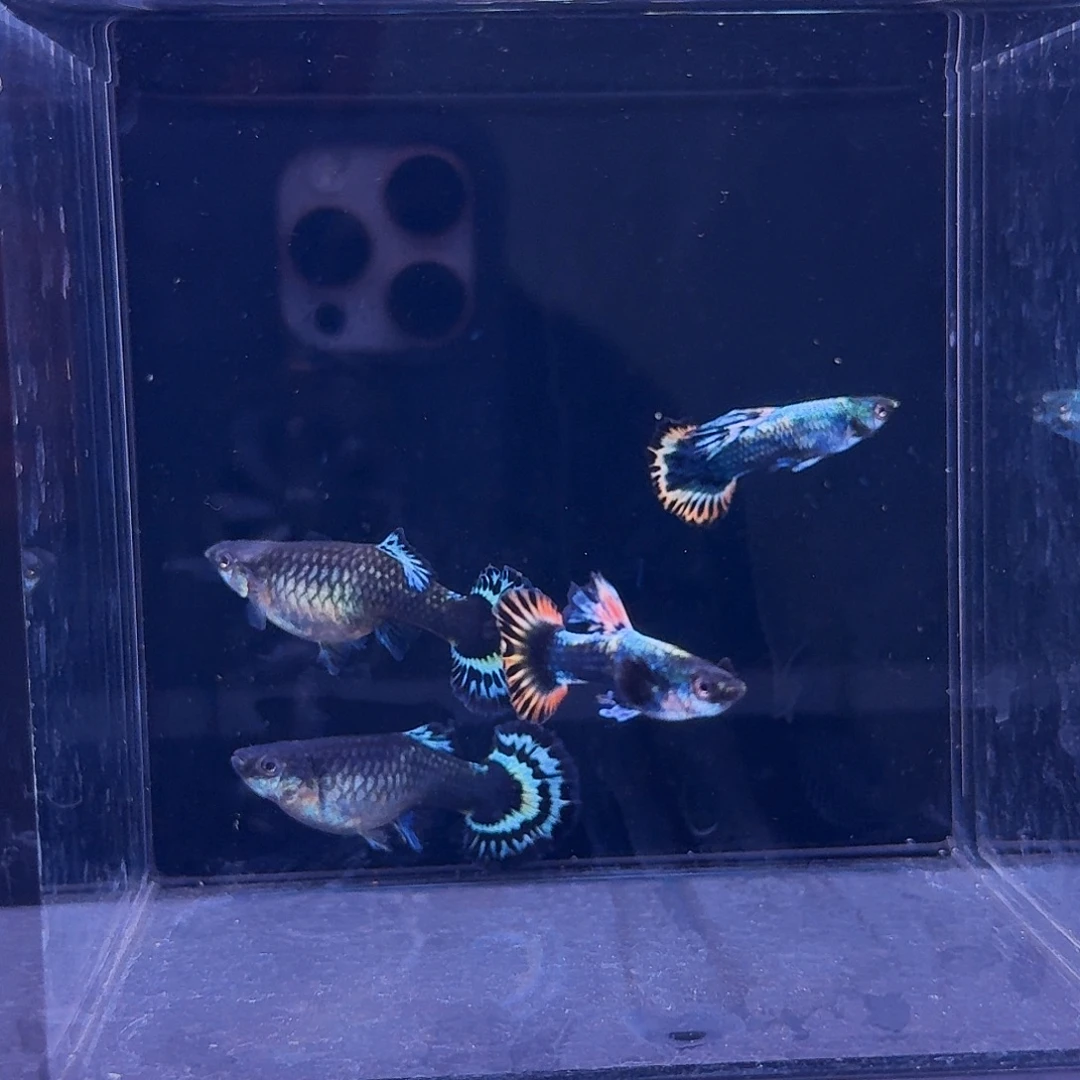 孔雀鱼金环彩旗2对