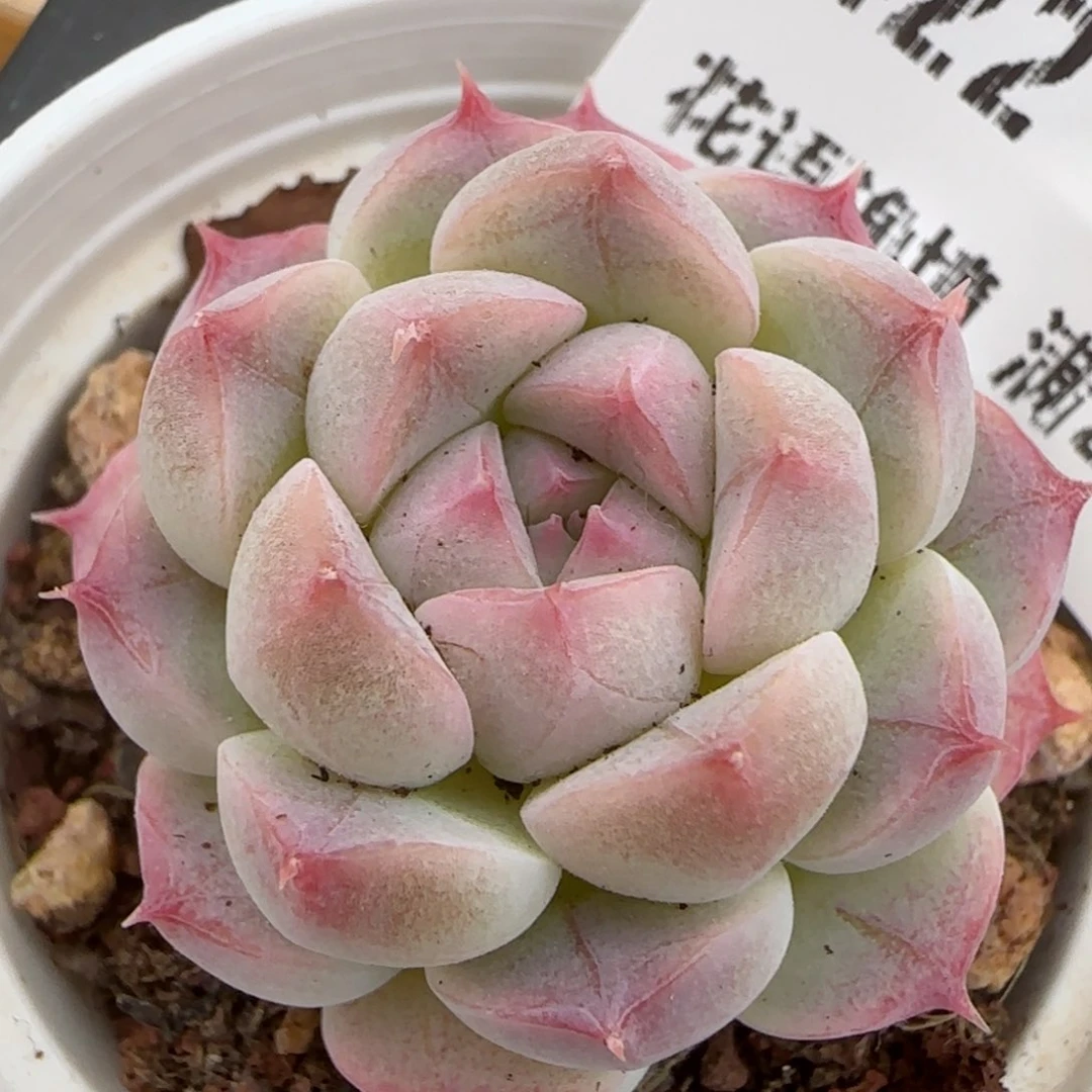 花语逸镜0207-422