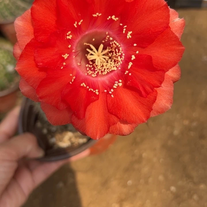 无花朵带根彩草185