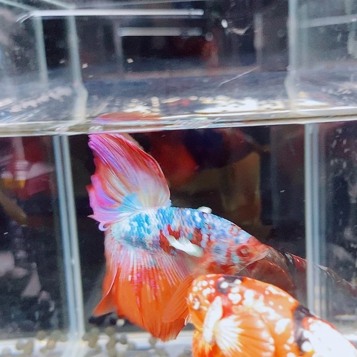 斗鱼黑243号judiuby
