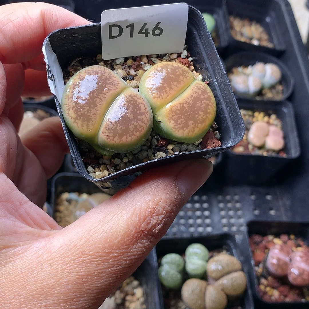 大****瓜D146多肉植物保护