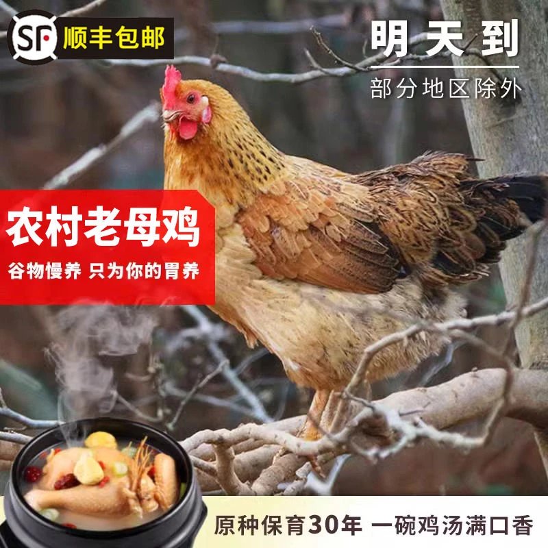 顺丰包邮四川农家现杀散养农家土鸡整只鸡肉2-3斤运输