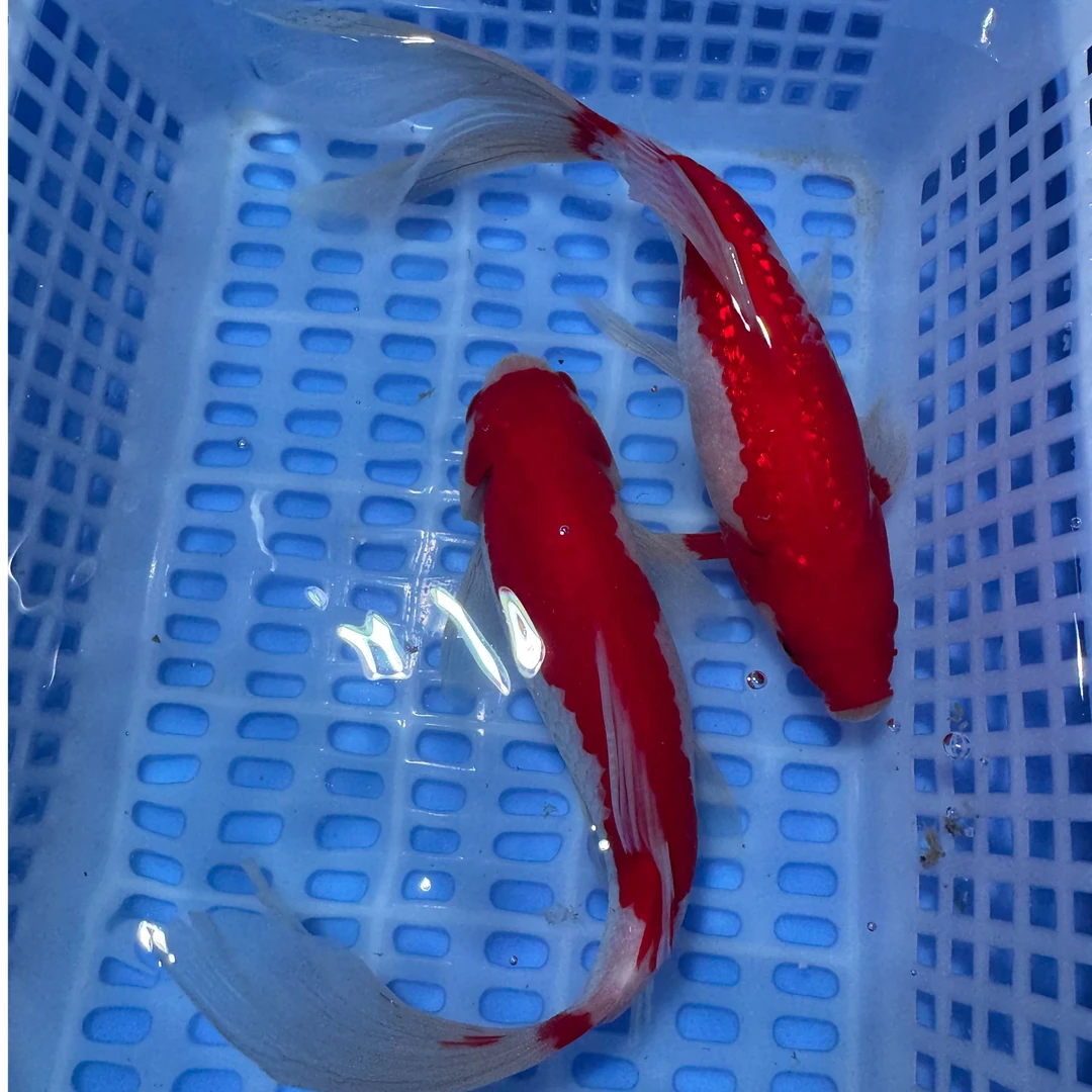 【两条装】18-23花草金红白花色长尾短尾随机发