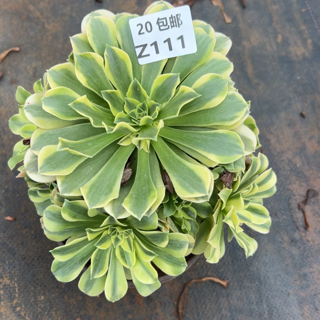 111绿豆沙，满20包邮嘟叮熊