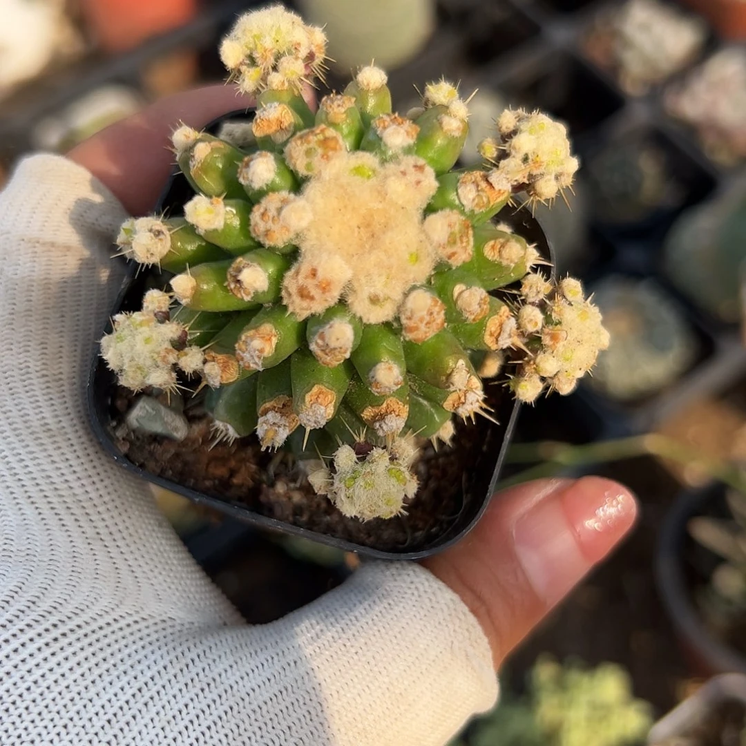 多肉植物多肉植物