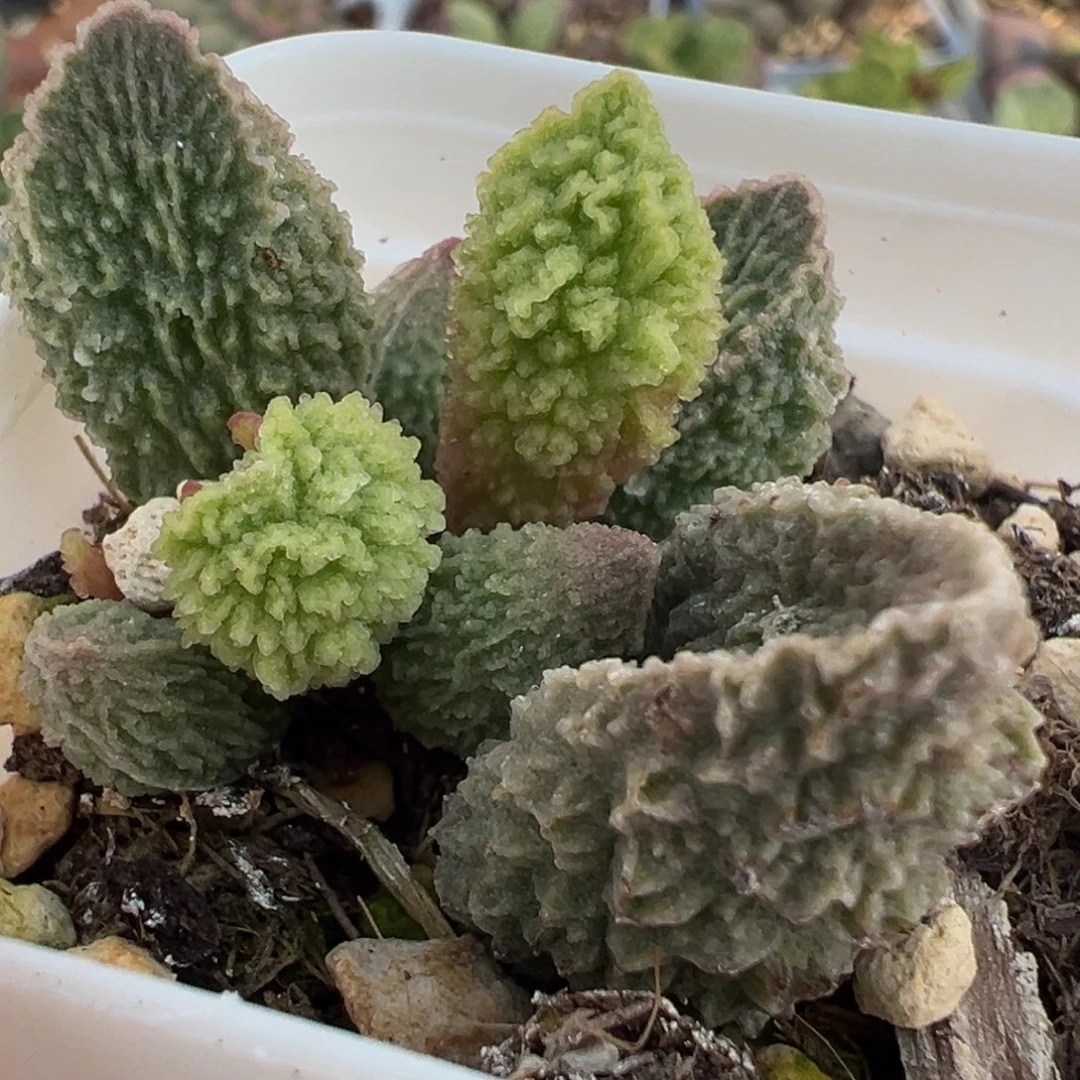 大叶狂野爆炸闪电纹实生新品大苗