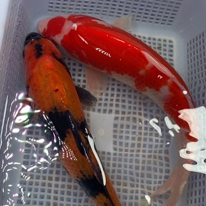 锦鲤锦鲤（无开箱视频不售后）