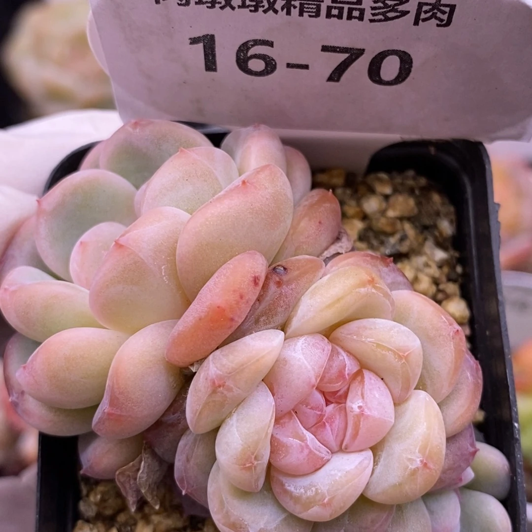 【闪购商品】16-70