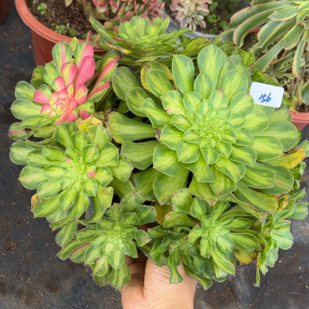 156知否多肉植物一