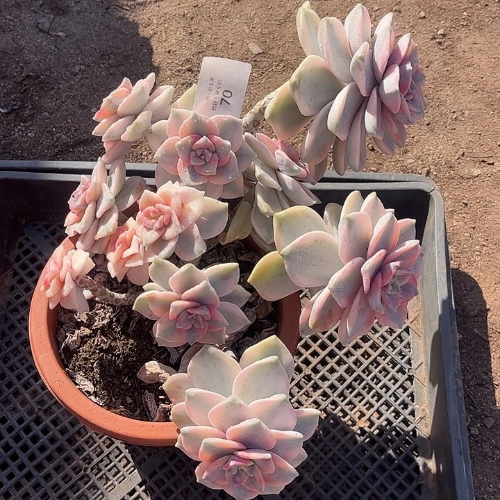 园***圆紫乐锦白皮复伦锦粉锦，一物一拍