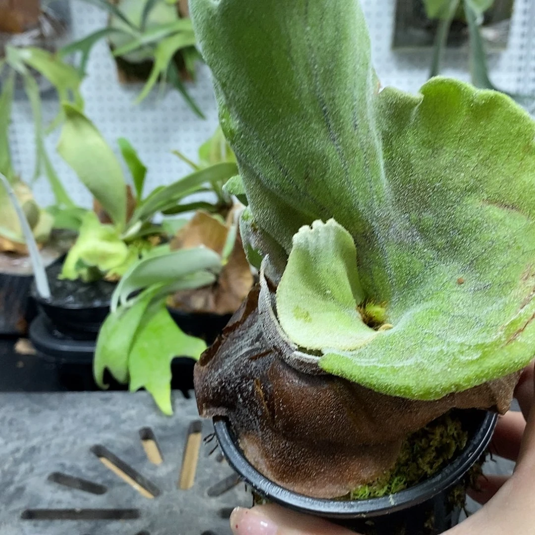 无花朵巨兽鹿角蕨