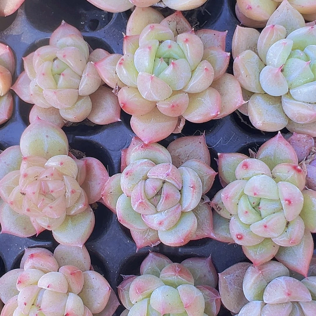 星芒珍妮3颗19包邮多肉