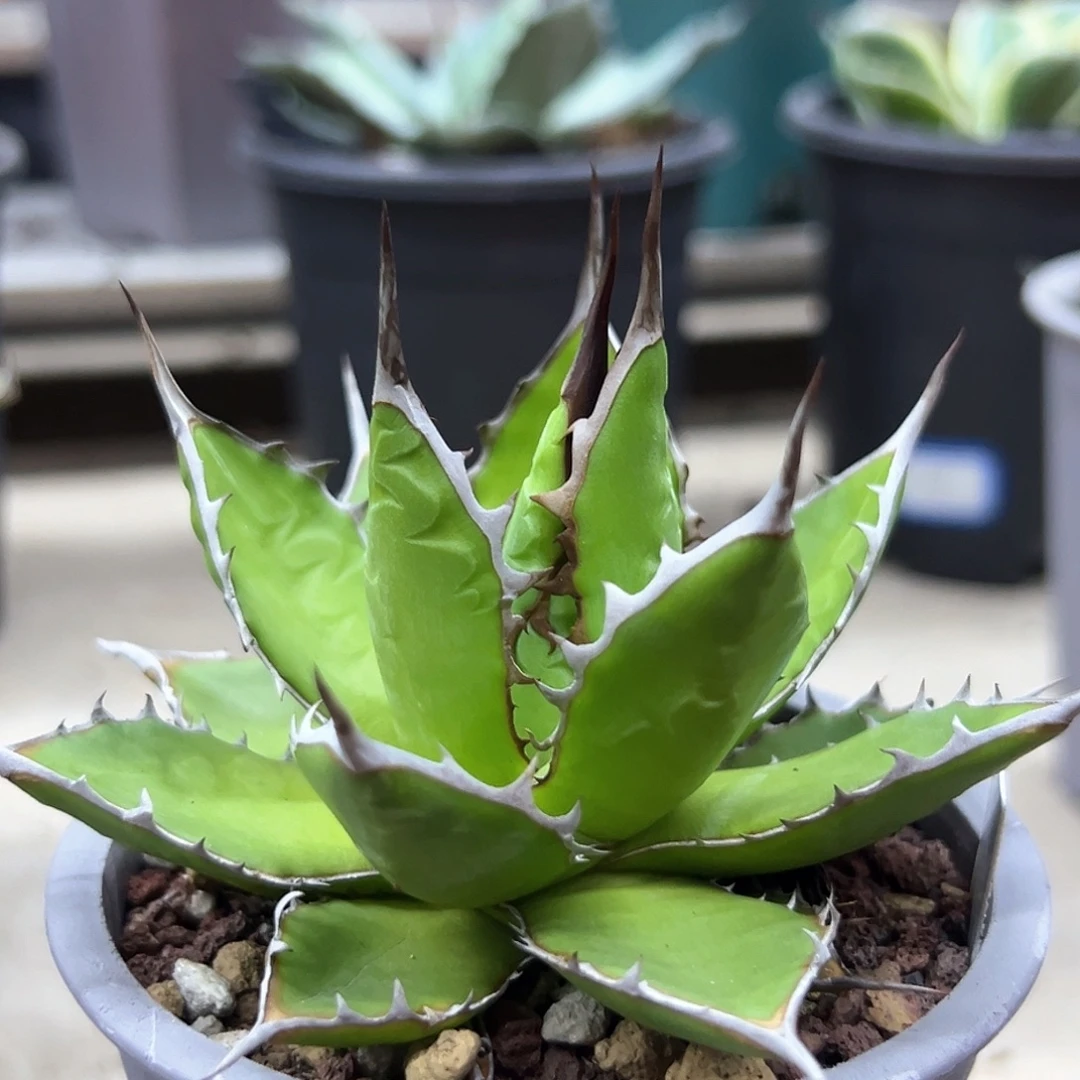 宽叶霍利达一物一拍偏远不包邮不退不换