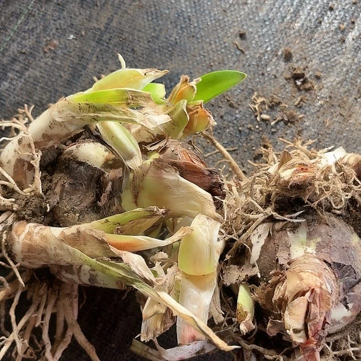 杂交俩大坨开花不售后