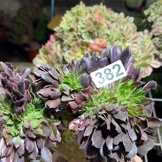 阿***莲多肉植物一个欧若拉382