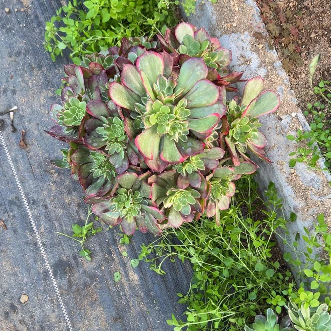 老桩粉花妖夜宴群多肉量1颗