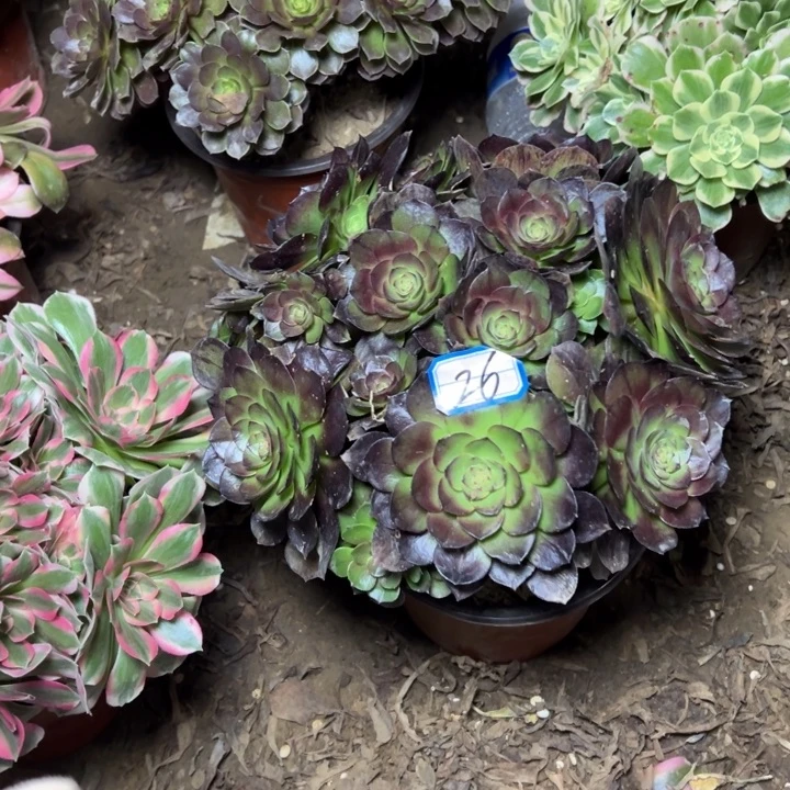 多肉植物黑魔法师26