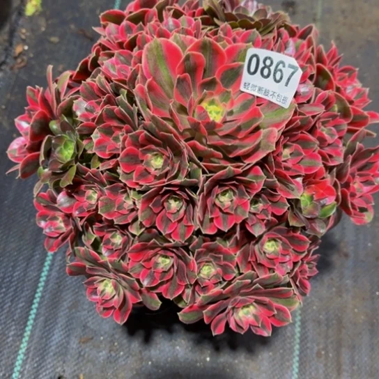 女妖，0867777777777