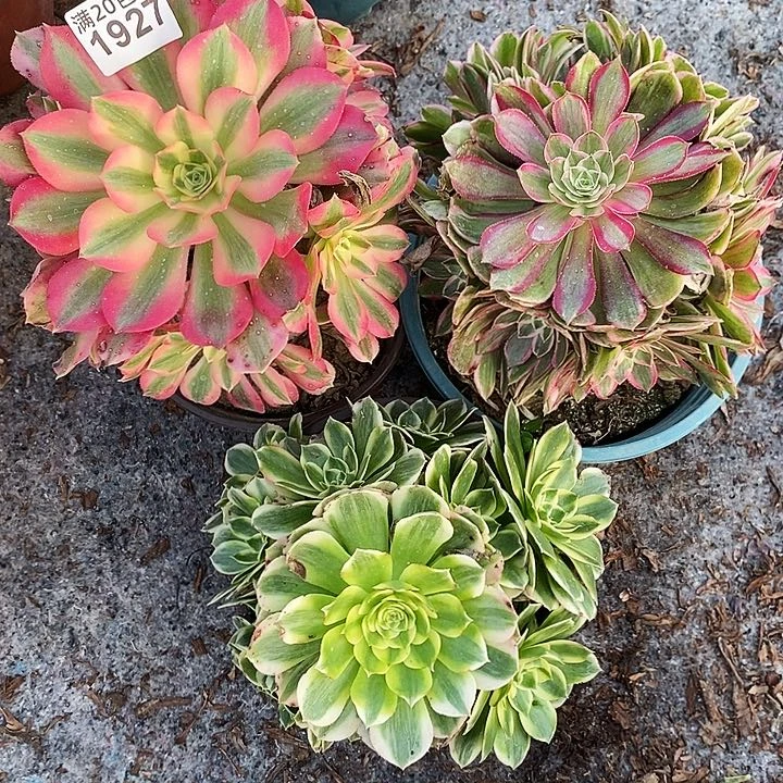 1927 三科法师多肉