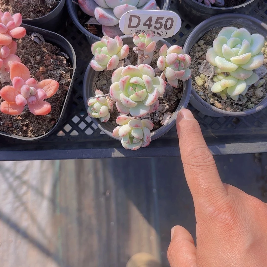 D450香草一物一拍