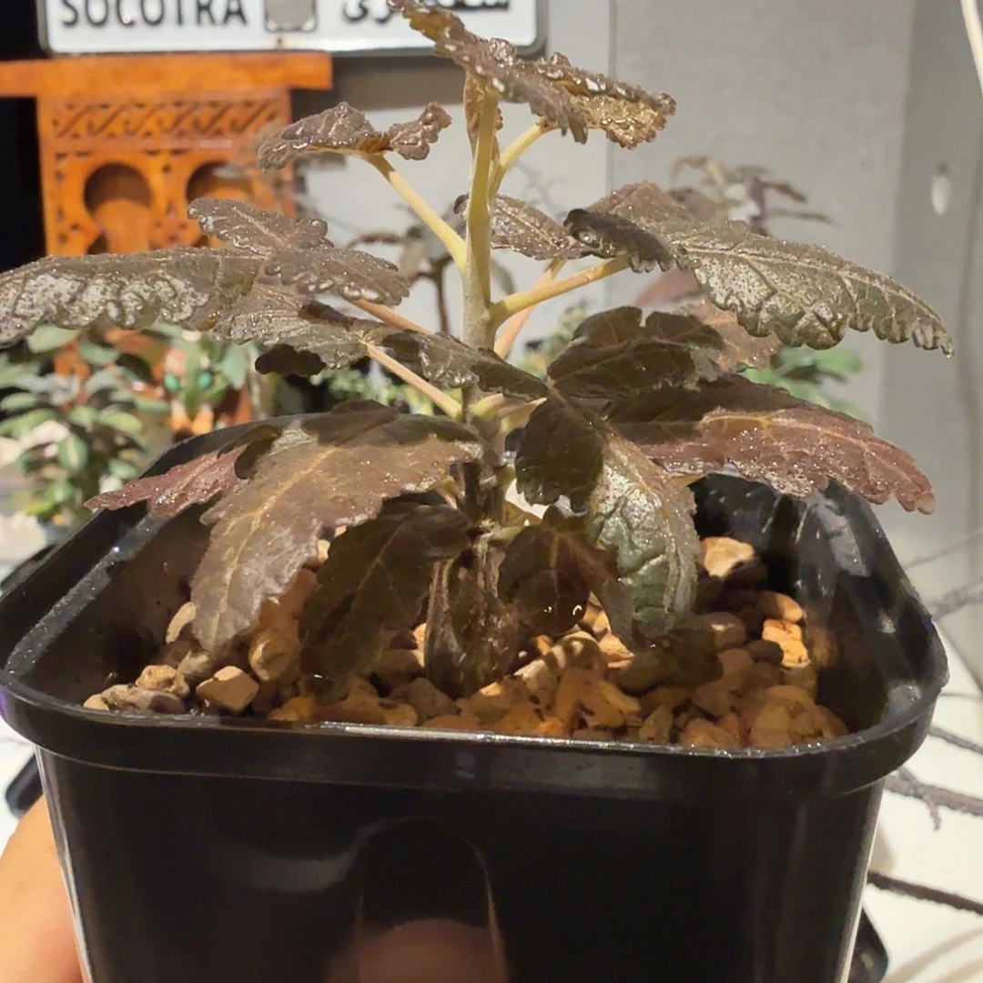 实生阿妹乳香橄榄一物一拍