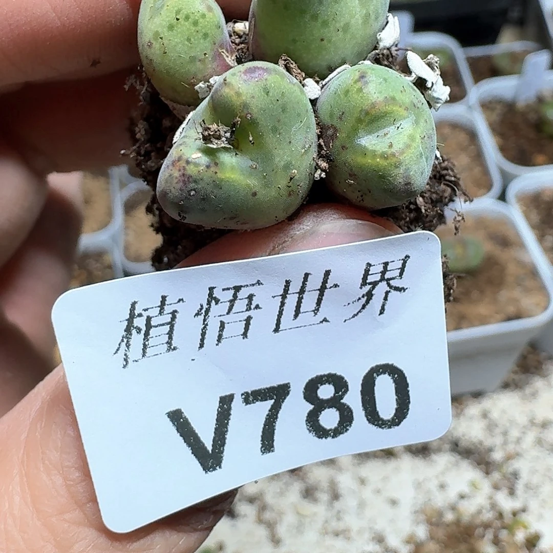 780盒多肉植物哇f g