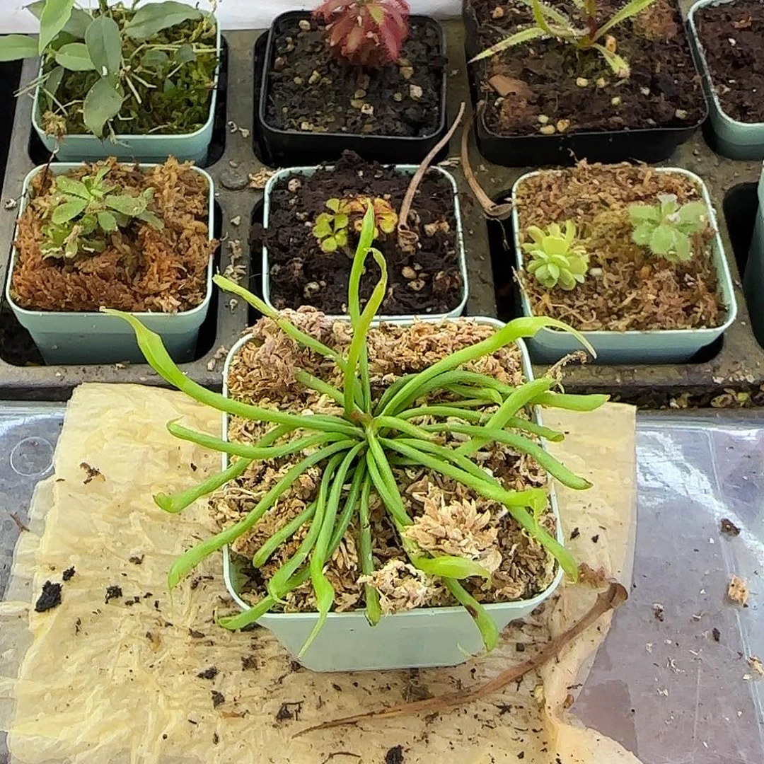 无花朵鸡冠蛇瓶子